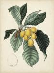 Antique Foliage & Fruit VI