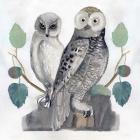 Traditional Owls I