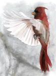 Cardinals II