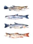 Stacked Trout I