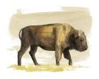Bison Watercolor Sketch I