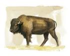 Bison Watercolor Sketch II