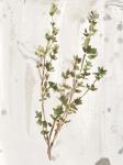 Antique Earthtone Herbs II