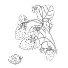 Wild Strawberries I