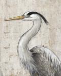 Grey Heron II