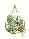 Wild Terrarium II