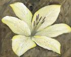 Neutral Lily I