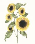 Sunflower Composition I