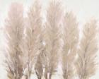 Pampas Grass I