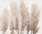 Pampas Grass II