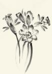 Ink Wash Floral I - Daffodils