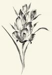 Ink Wash Floral II - Gladiolus