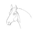 Equine Pencil Contour III