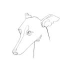 Greyhound Pencil Portrait I