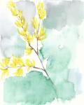 Forsythia Dreams I