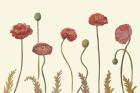 Coral Poppy Display I