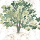 Country Tree I