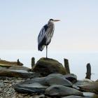 Beachscape Heron I