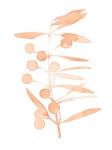 Blush Olive Branch II