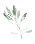 Simple Sage II