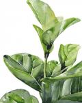 Fiddle Fig I