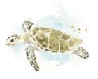 Watercolor Sea Turtle Study II