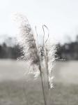 Ethereal Pampas I