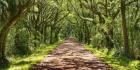 Country Road Photo VII