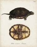Antique Turtles & Shells II