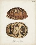 Antique Turtles & Shells III