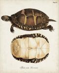 Antique Turtles & Shells IV