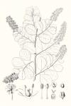 Illustrative Leaves IV