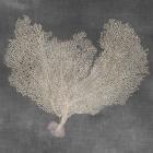 Natural Sea Fan VI