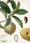 Turpin Tropical Fruit I