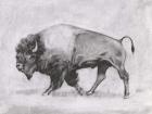 Wild Bison Study II