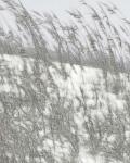 Lush Dunes VI