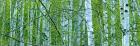 Tree Panorama V