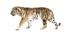 Watercolor Tiger III