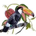 Toco Toucan II