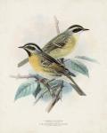 Antique Birds I