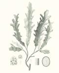 Sage Green Seaweed I