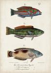 Antique Fish Trio I