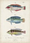 Antique Fish Trio II