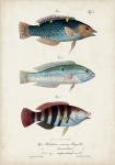 Antique Fish Trio III