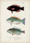 Antique Fish Trio IV