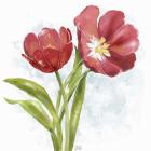 Red Tulip Splash I