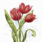 Red Tulip Splash II