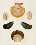 Knorr Shells I