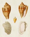 Knorr Shells VII