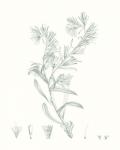 Botanical Study in Sage II